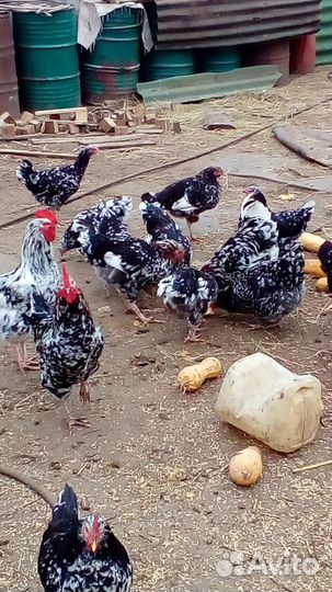 Курочки Пордистые Ливенской Ситцевой 6 месяцев