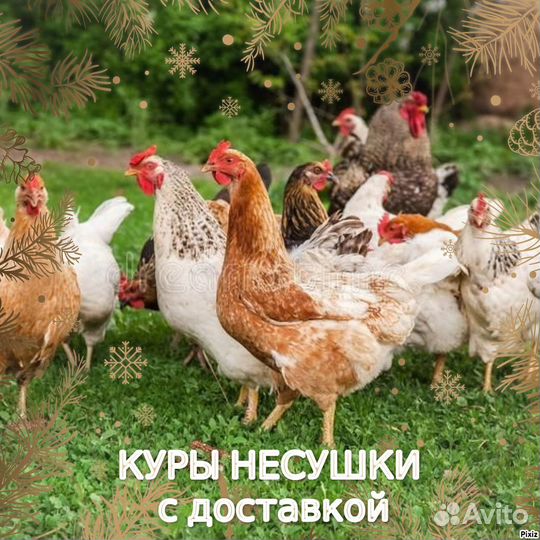 Куры несушки с доставкой
