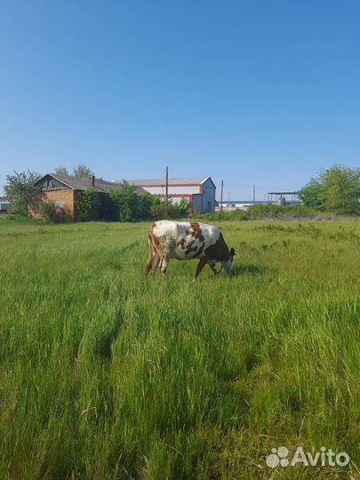 Продается корова