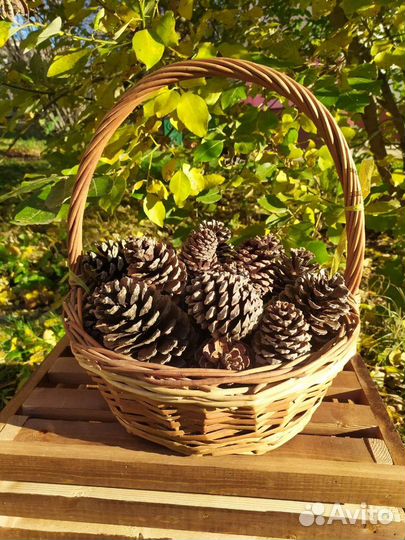 Шишки для поделок