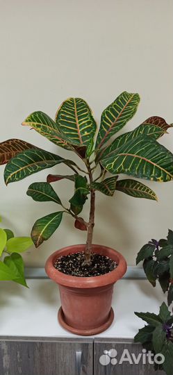 Кодиеум кротон