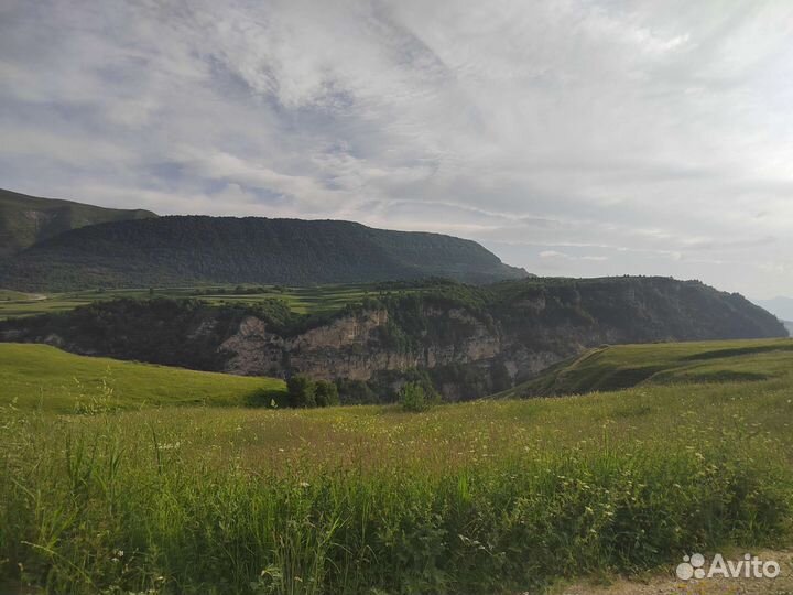 Мед Горный с Кавказа