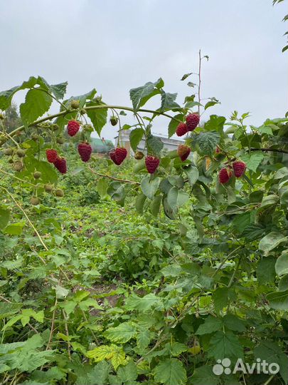 Малина Карамелька и Оранжевое чудо