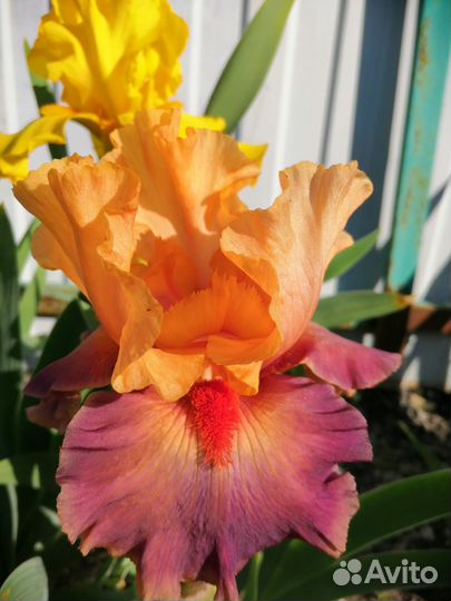 Ирисы Бородатые