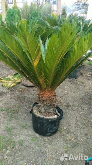 Пальма саговник Цикас