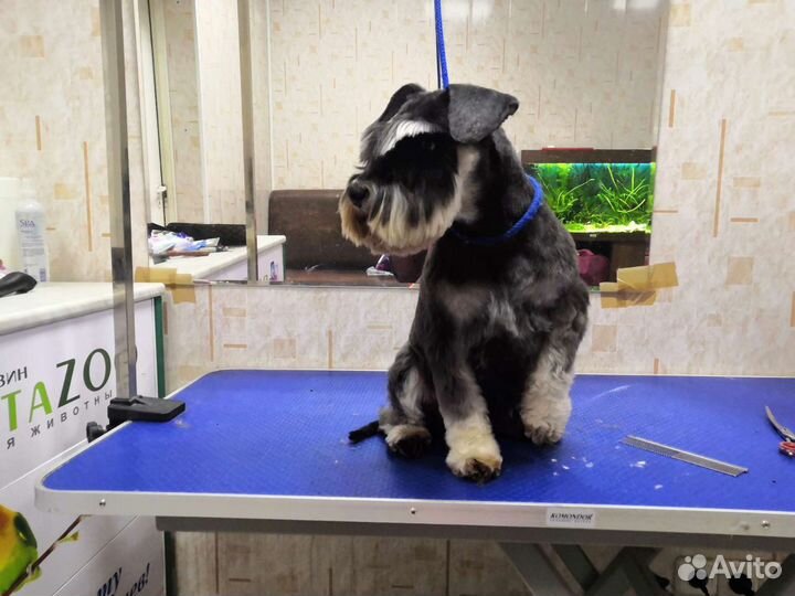 Услуги грумера. Стрижка собак