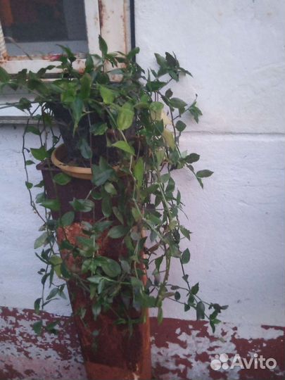 Продам цветы комнатные