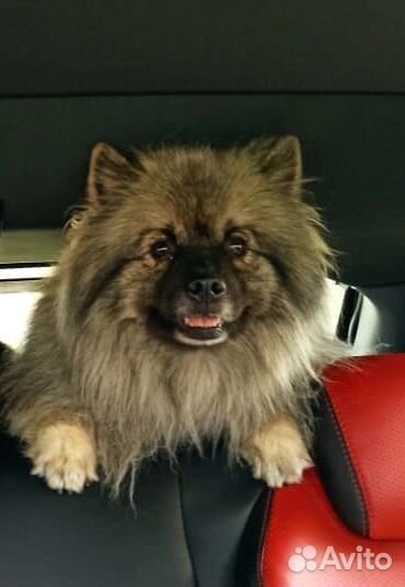 Щенок мальчик