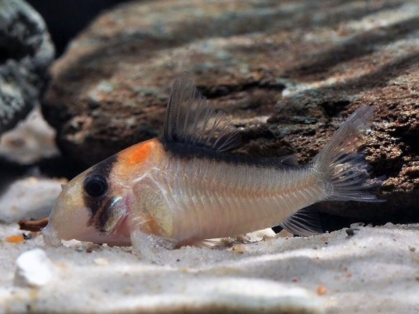 Сомик Коридорас Адольфи (Corydoras Adolfoi)