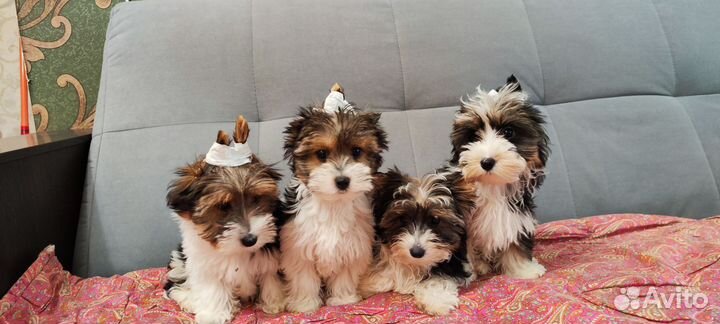 Щенки биверы