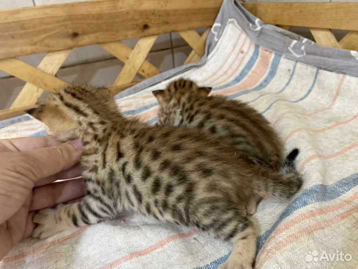 Алк котята ф2