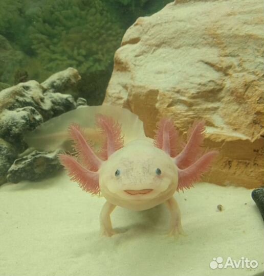 Аксолотль Лунтик