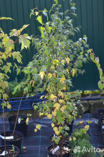 Клен Джеферсред, Береза Даликарлийская, Багряник