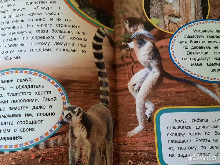 Новая книга Животные джунглей