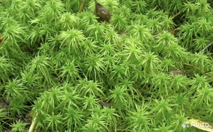 Мох сфагнум живой
