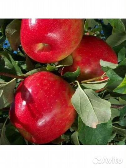 Саженцы яблони