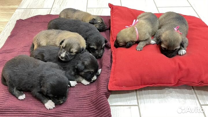 Милые щенки бесплатно