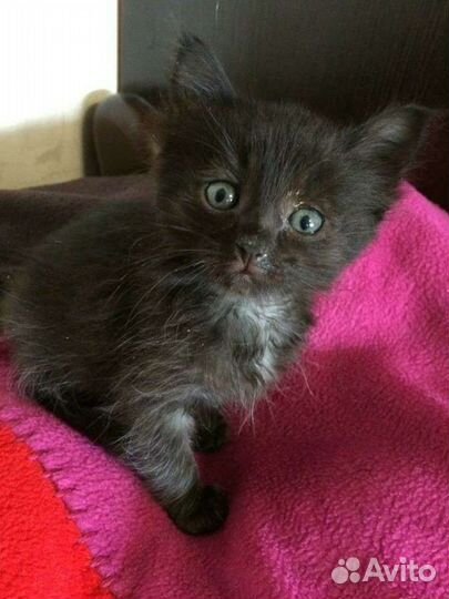 Котенок в добрые руки