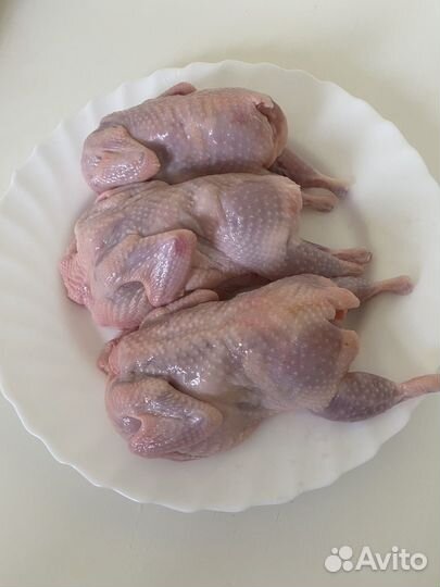 Мясо перепелов Техасский гигант