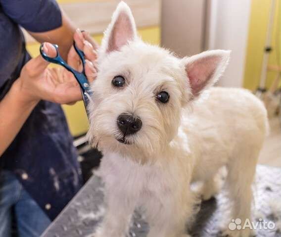 Грумер стрижка собак и кошек