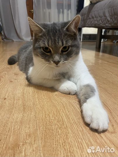 Отдам кота в хорошие руки