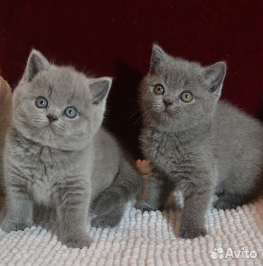 Британские классические