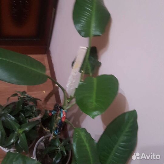 Диффенбахия