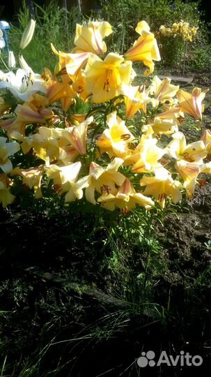 Лилии, лилейники (кусты)