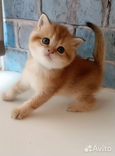 Золотые шиншиллы