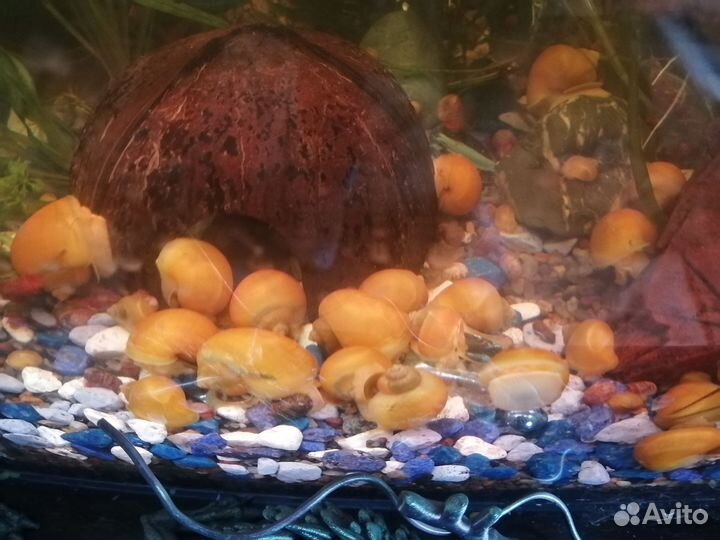 Улитки ампулярии