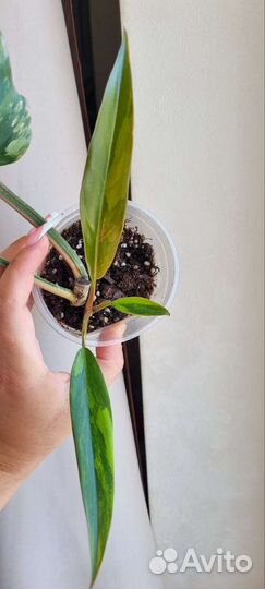 Филодендрон карамель марбл вар