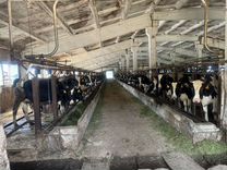 Эко молочная ферма с производством кормов на 900 Г