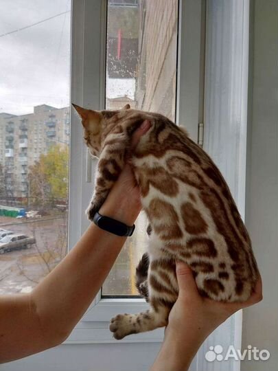 Бенгалка