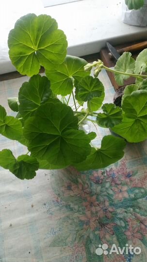 Герань королевская белая