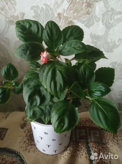 Бальзамин махровый