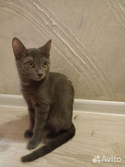 Кошки в добрые руки