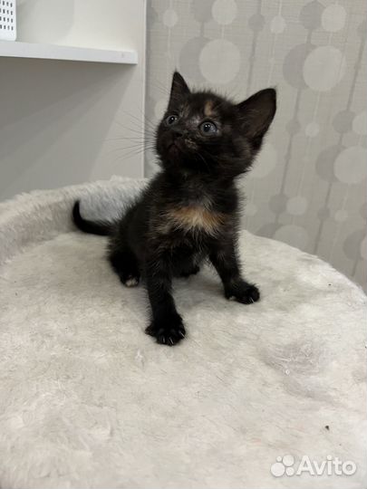 Котята 1 месяц