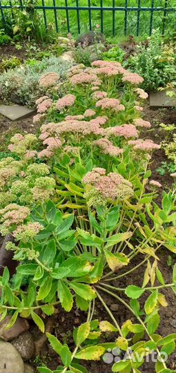 Очиток видный