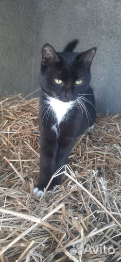 Котята бесплатно