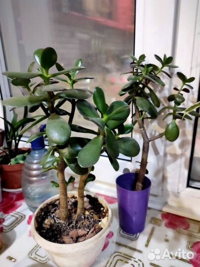 Цветок толстянка