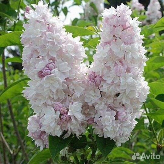 Сирень, Лапчатка, Морозник, Шалфей, Эхинацея