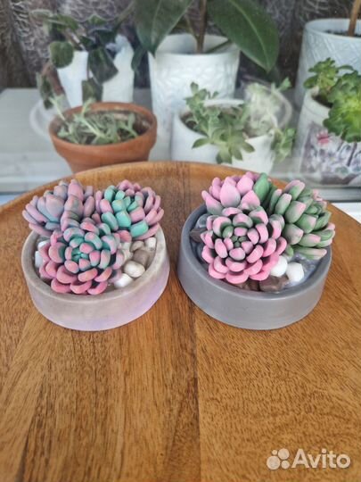 Суккуленты мыло
