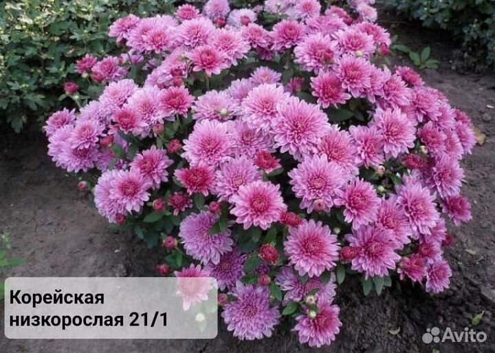 Хризантема корейская и мультифлора
