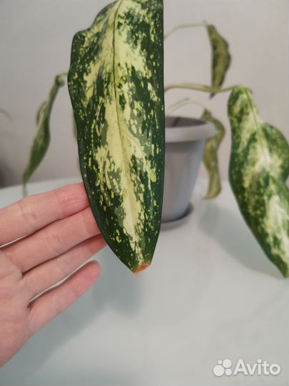 Аглаонема ложноприцветниковая Aglaonema