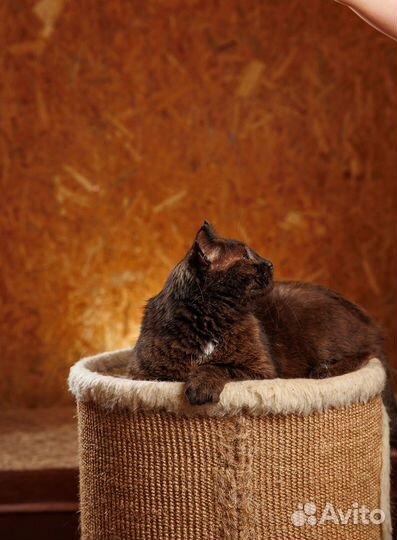 Подарите Джокеру шанс на счастливую жизнь