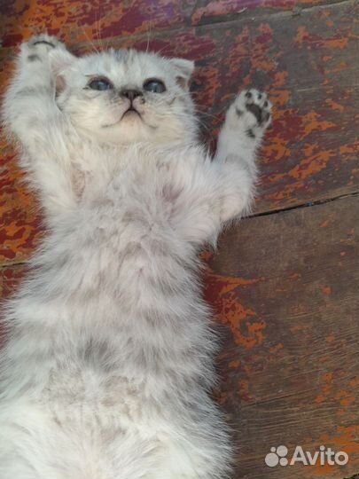 Британские вислоухие котята