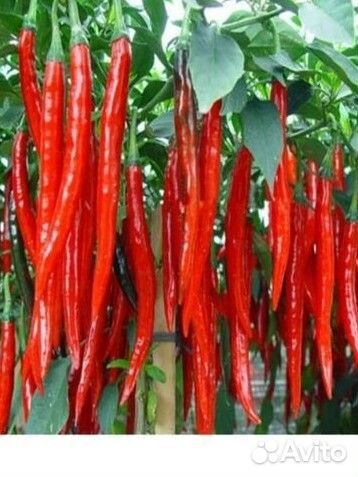 Рассада острого перца