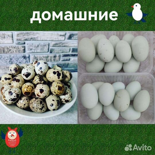 Яйца перепелиные