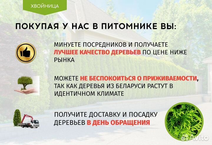 Туя в ассортименте:Брабант,Смарагд,Колумна