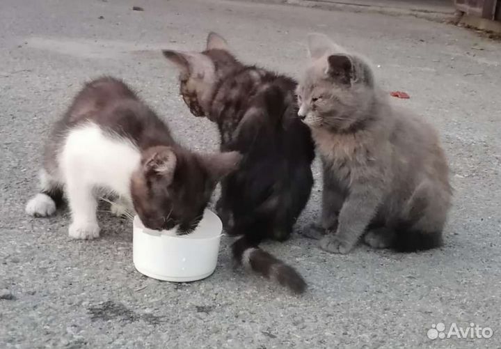 Котята в добрые руки